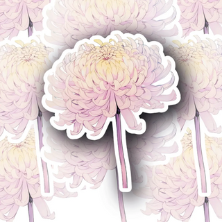 Blushing Chrysanthemum decal