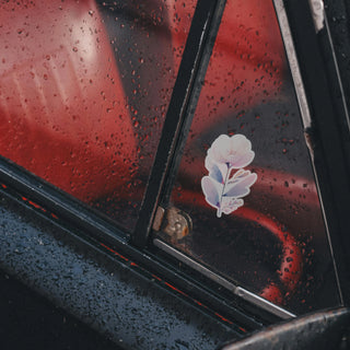 Pastel Anemone Bloom