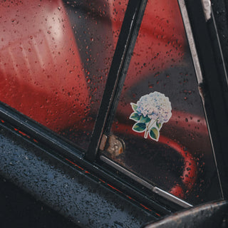 Pastel Hydrangea Bloom