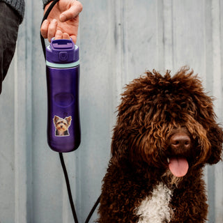 Pepper the Silky Terrier