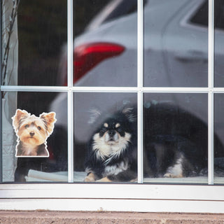 Pepper the Silky Terrier