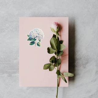 Pastel Hydrangea Bloom